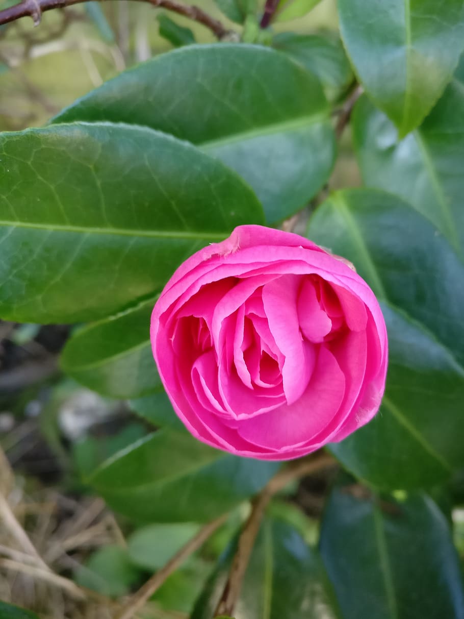 bud, camila, flower, botanical