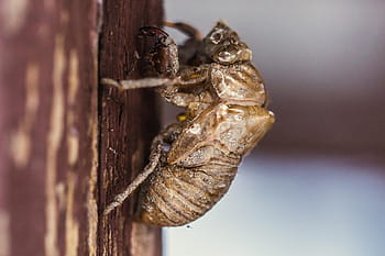 zavřít, zaprášený, hnědý, hmyz, lezení, dřevěný, povrch, Pozadí, mol, Černá, makro