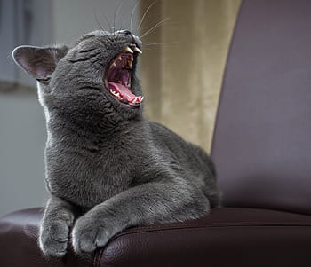 mammifero, domestico, carina, animale, gatto, sbadiglio, gatto sbadiglia, shorthair britannico