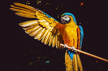 ara, parrot, yellow macaw, bird, animal, colorful, exotic, nature, plumage, wing, outstretched