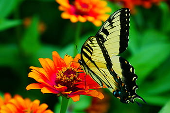 obrázek, Černá, žlutá, otakárek butterfly, odpočívá, cínie květ, květ., žlutý motýl, žlutý a černý motýl, obyčejný žlutý otakárek, papilio machaon