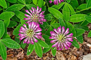 Klee, mellemkløver, trifoliummedium, Fabaceae, græsplanter, foderplante, spids blomst, rødkløver, bælgplanter, tæt på, lyserød