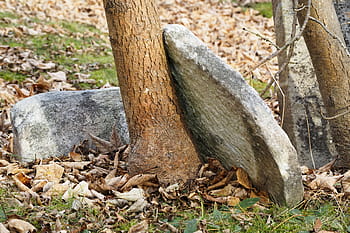 gamle kirkegård gravsten., forladt, gammel, antik, efterår, baggrund, kirkegård, kristen, kryds, død, tro