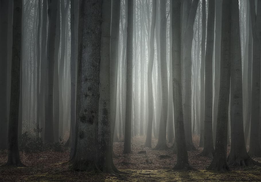 nature, forest, trees, light, morning, morgenstimmung, branches, log, spooky forest