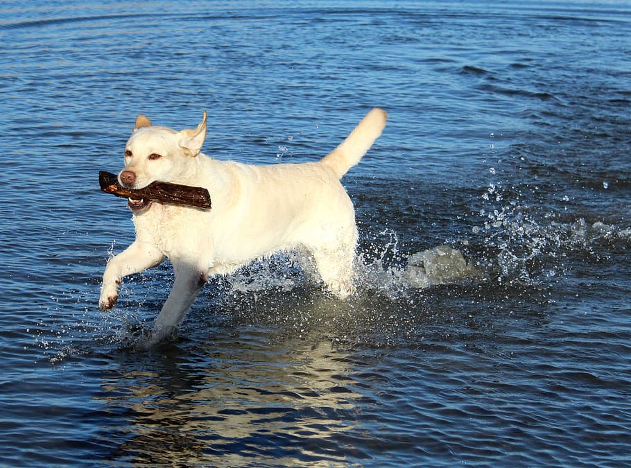 labrador, hravý, voda, Pes, domácí zvíře, retriever, hrát si, šťastný, akce, lepit