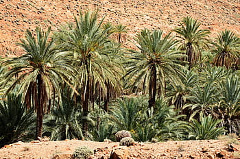 palmy, marocký, marrakech, krajina, Příroda, poušť, Afrika, nebe, dlaň, písek, západ slunce