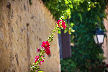 fiore, vite, ribelle, selvaggio, verdura, fogliame, erba fiorita, fiorire, lussureggiante, luce del sole, mattina