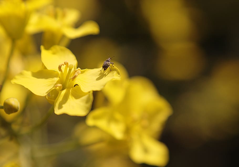 oilseed rape, blossom, bloom, beetle