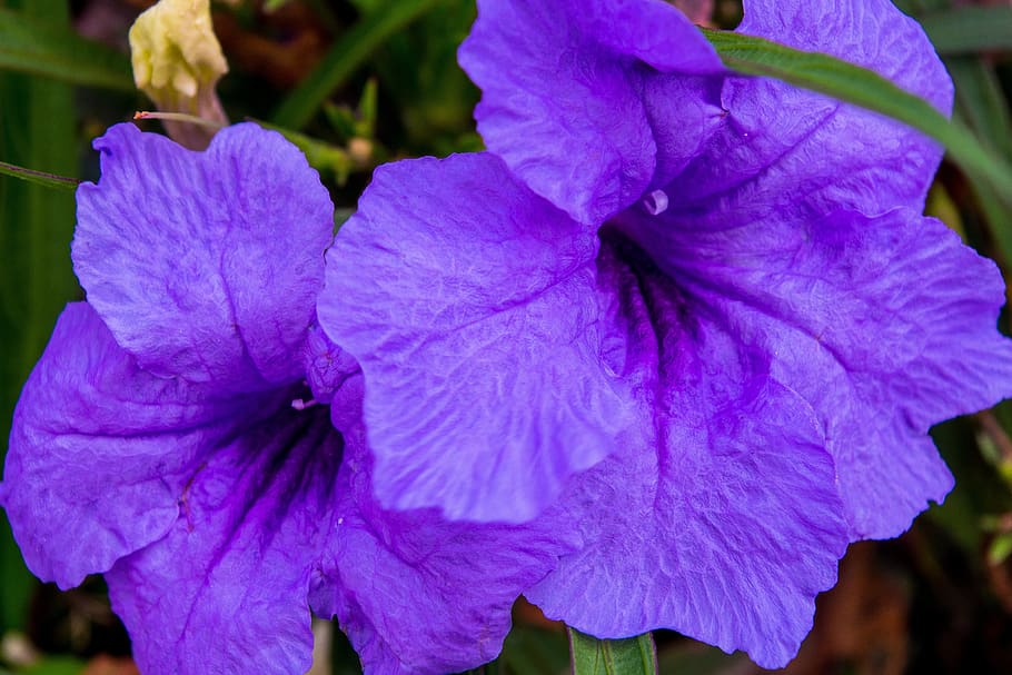 petunia, purple, garden, nature, blossom, bloom, plant, summer, ornamental plant, balcony plant, summer flowers