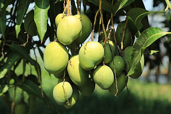 wild, mango, tree, jungle