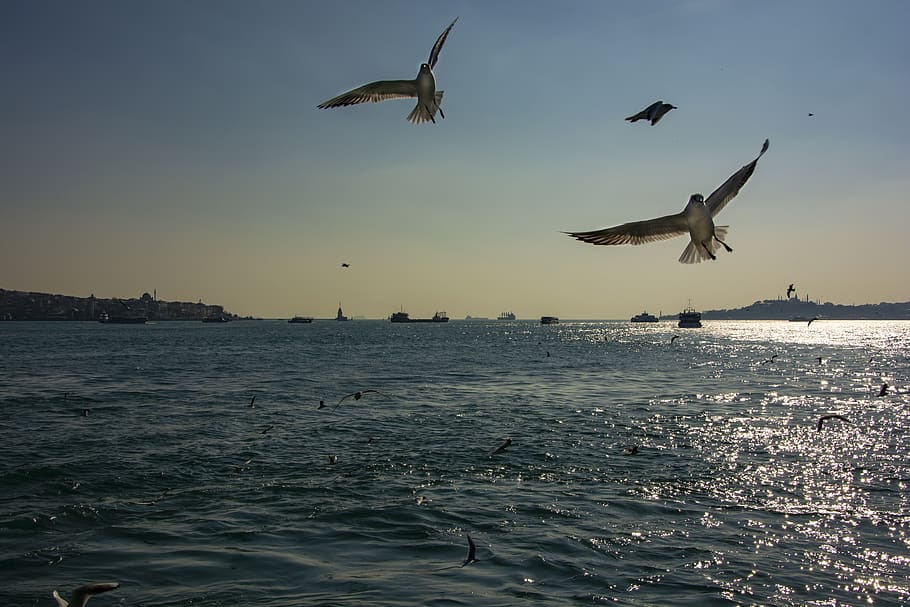 istanbul, marine, sky, turkey, blue, nature, landscape, beach, bridge, travel, water