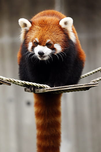 red panda, animal, cute, wild animals, omnivores・herbivores, red, mammals, zoo