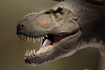 dinosaurus, rex, T rex, zuby, muzeum, masožravec, dravec, paleontologie, kostra, zvíře, zkameněliny
