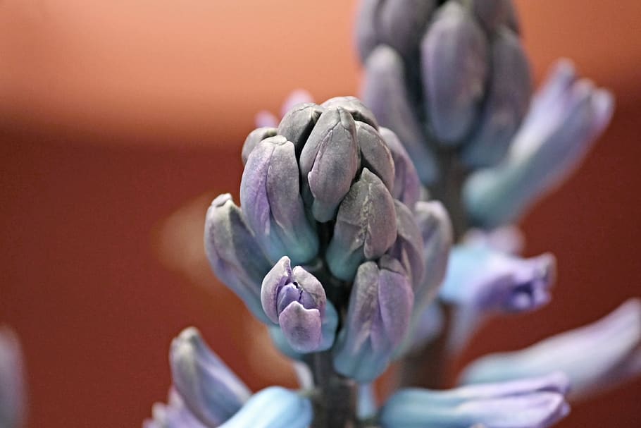 muscari, hyacinth, bud, blossom, bloom, violet, blue, flower, spring, close up, spring flower