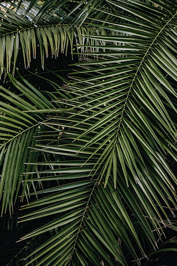 tropical, palma, hojas, floral, patrón de fondo, verano, fondo, verde, naturaleza, hoja, patrón