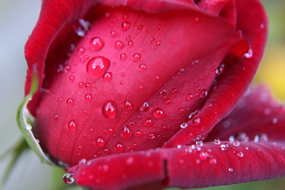red rose, drops, bloem, feeling, roze, roos, beauty, petals, bright, rose, love