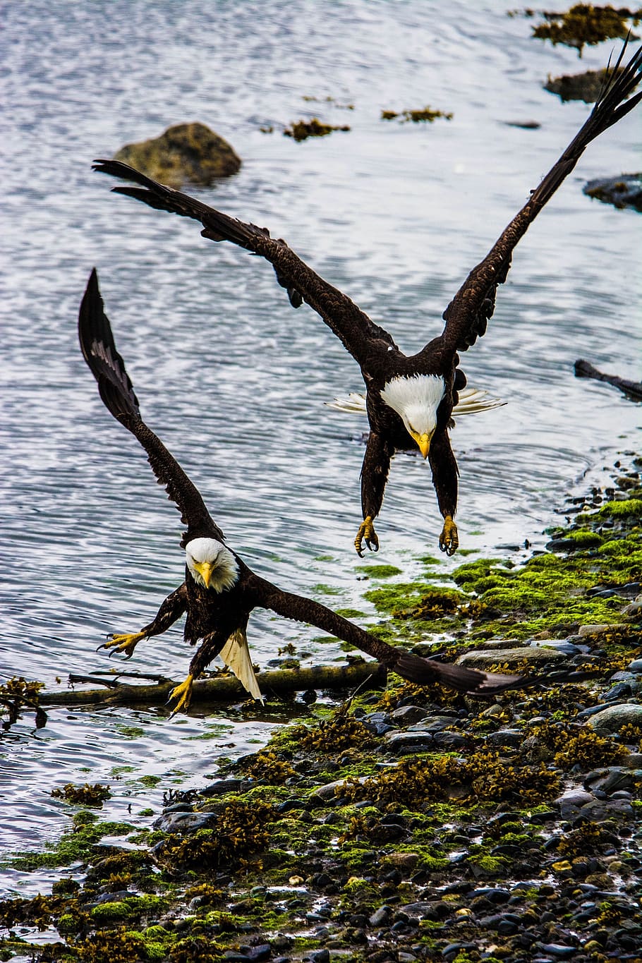 eagle, bald, flying, sky, wings, predator, bird, majestic, soaring, raptor, parker