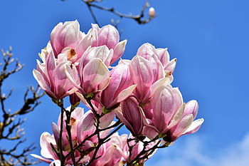 μαγνολία, δέντρο μανόλιας, λουλούδια, magnoliengewaechs, άνθος μανόλιας, ροζ, frühlingsblüher, μπουμπούκι, ανθίζω, φυτό, άνοιξη
