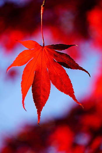 maple leaves, leaves, autumn, fall foliage, maple, branch, october, fall color, fall leaves, autumn colours, fan maple
