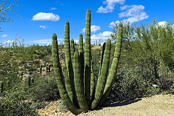 organ, pipe, cactus, arizona, desert, southwest, succulent, plant, dry, prickly, landscape