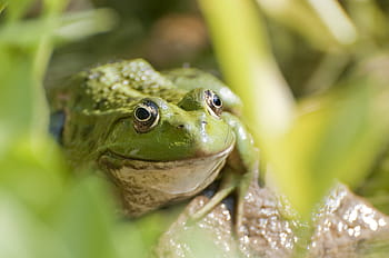 animals, frog, wildlife, rocks, leaves, bokeh, green