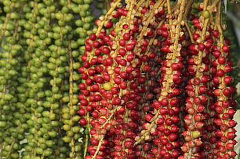 christmas palm tree, adonidija merrill, adonidia merrillii, palma, fruit, red fruits, tree, nature, an exotic plant, flora, manila palm