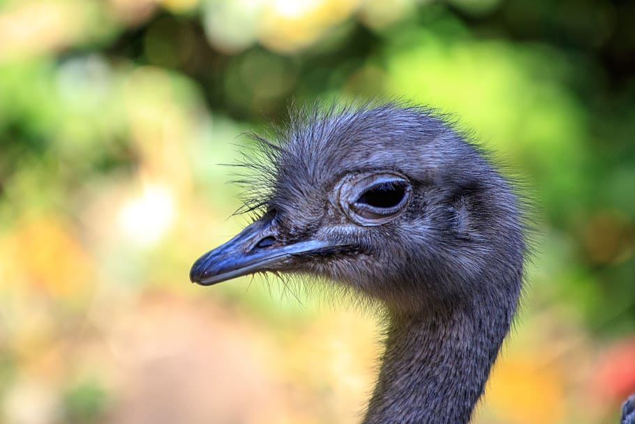 emu, bouquet, animal, bird, ostrich bird, zoo, flightless bird