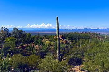 θέα στην έρημο, μουσείο ερήμου arizona-sonora, arizona, saguaro, κάκτος, έρημος, τοπίο, νοτιοδυτικός, tucson, ΗΠΑ, φύση