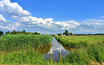 dutch landscape, landscape, scenic, holland, polder, waterway, field, rushes, vegetation, skyline, farm