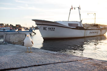 gaviota, puerto nessebar, bulgaria, día, nadie, animal, barco, pájaro, puerto, yate