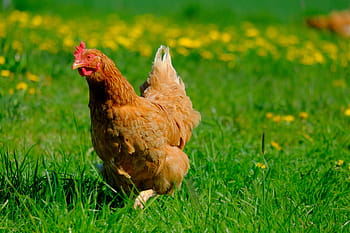 chicken, freiland chicken, animal, poultry, livestock, plumage, range, country life, meadow, hen, nature