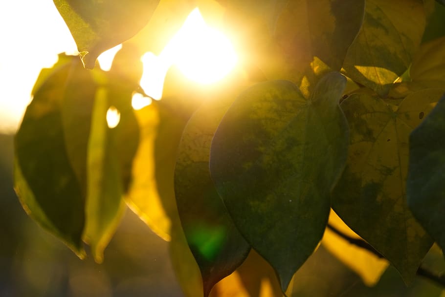 backlighting, sun, sunset, mood, leaf, heart, heart shape, judas tree, tree, judas, flower tree