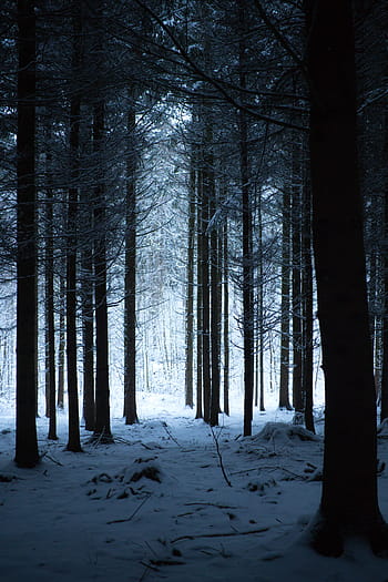 forest, winter, nature, landscape, trees, fog, cold, white, wintry, frost, mystical