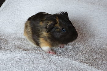 guinea pig, baby animal, rodent, pet, cute, mammal