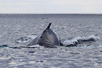 whale swimming., humpback whale, newfoundland and labrador, canada, ecotourism, tourism, tourist, travel, animal, back, baleen