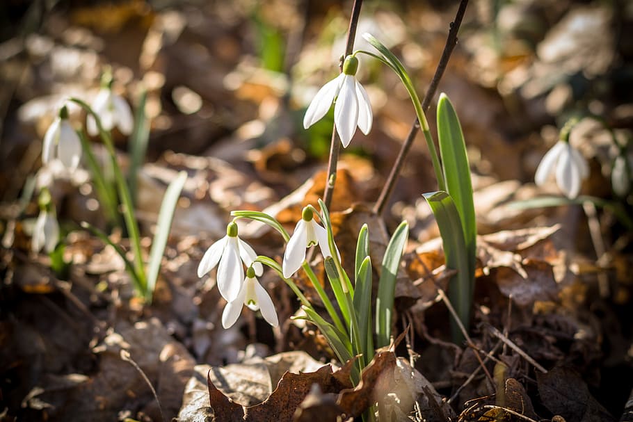 snowdrop, spring, bloom, green, petal, nature, flora, flower