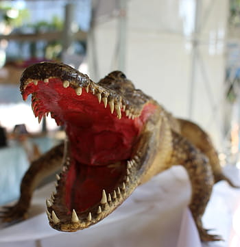 ευρύς, Άνοιξε, σιαγόνες, taxidermy κροκόδειλος, ταρίχευση, κροκόδειλος, τρομακτικός, βρυχηθμός, δόντια, πρόσωπο, κεφάλι