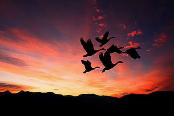 sunset, silhouette, birds, flying, flock, nature, landscape