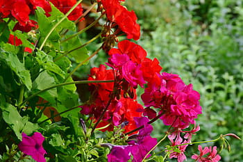 geranium, balkong anläggning, blommor, växt, geranium växthus, balkong, blomlåda, Färg, färgrik, blomma, röd