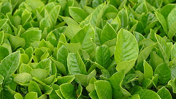 mauricius, bois chéri, tee, čajové plantáže, čajové lístky, plantáž, rostlina