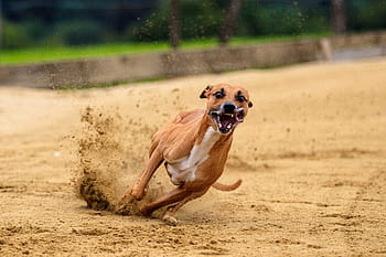 dog, dog racing, animal, race, run, sport, greyhound racing, pet photography, hundesport, racecourse