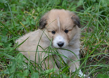 puppy, pup, puppies colour fawn with black overlay, cute, adorable, portrait, puppy sitting