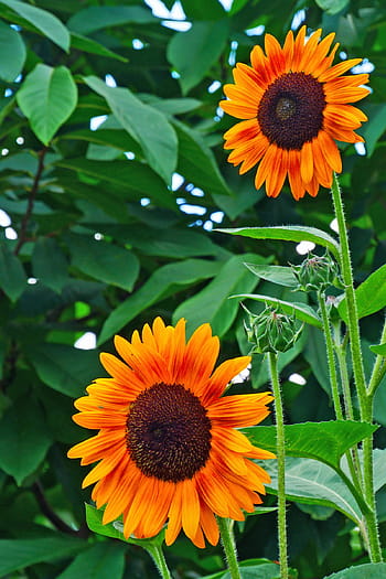 obrázky, slunečnice, -, rostlina, přitahuje, včely., helianthus, běžné slunečnice, nativní květiny, rodné letničky, vysoký roční