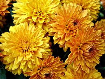 beautiful, gold pompon fall-blooming chrysanthemum, chrysanthemum, mum, gold, yellow, pompon, autumn, fall, flower, blossom