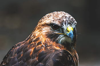 buzzard bird, animals, bird, bird of prey, birds, buzzard, eagle, eagles, predator