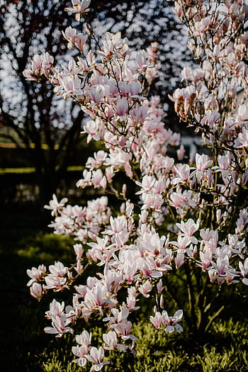 árbol de magnolia, floración, flores, jardín, encantadora, floral, rosa, primavera, flor, abril, botánica