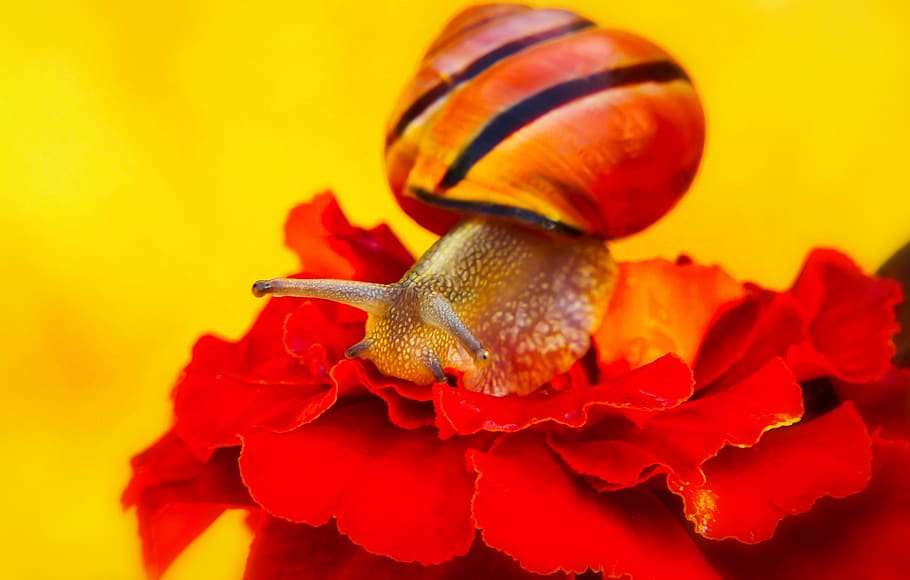wstężyk huntsman, snail, molluscs, flower, animals, nature, at the court of, invertebrates, closeup, plant, garden