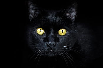 black cat, golden eyes, cat, camouflaged, eyes, dark