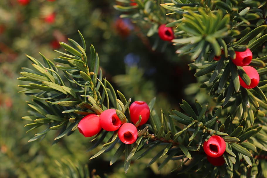 yew, fruit, red, plant, berries, evergreen, toxic, seeds, fruits, bush, conifer