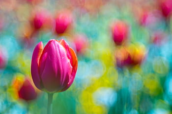 květ, tulipán, bokeh, bokehlicious, dof, Příroda, růžový, zahrada, Červené, flóra, rostlina